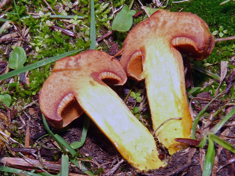 Di che specie si tratta ?